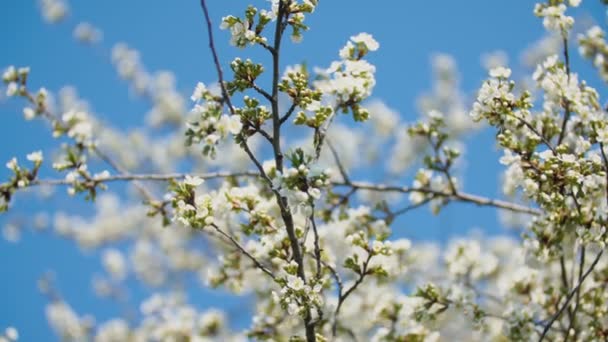 Stromy kvetoucí třešeň — Stock video
