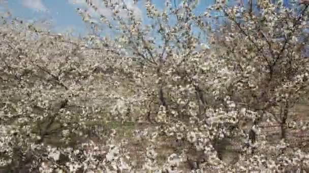 Árbol de flor de cerezo — Vídeos de Stock