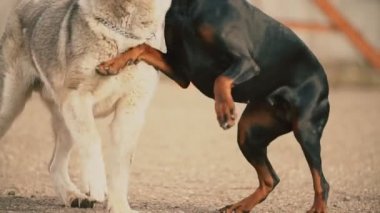 Alabai ve Doberman köpekleri