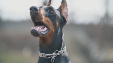 köpek doğurmak Doberman