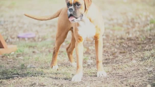 Boxer köpek doğurmak — Stok video