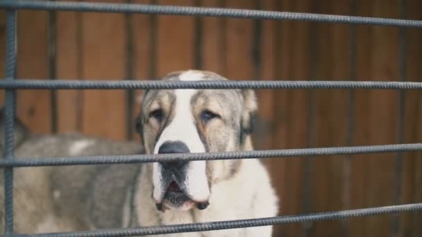 Alabai perro en aviario — Vídeos de Stock