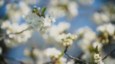 çiçekli kiraz ağaçları