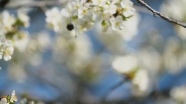 çiçekli kiraz ağaçları