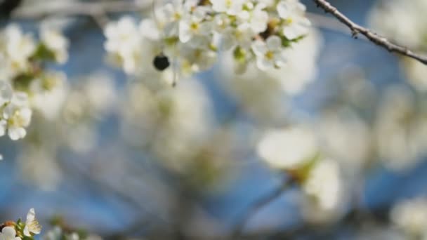 Cerezos florecientes — Vídeos de Stock