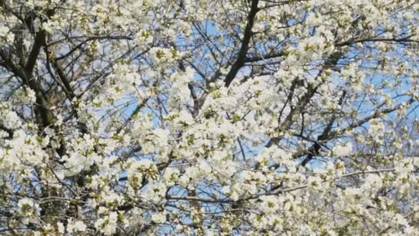 Blühende Kirschbäume — Stockvideo