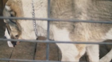 Kuş aviary Alabai köpek