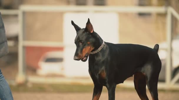 Raça cão Doberman — Vídeo de Stock