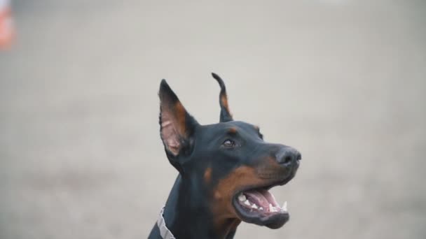 Köpek doğurmak Doberman — Stok video