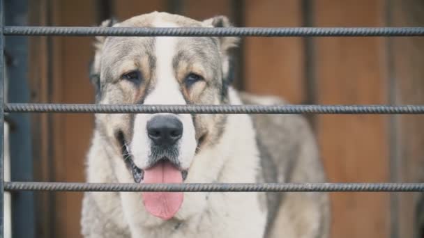 Kuş aviary Alabai köpek — Stok video