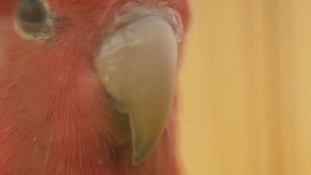 Parrot from very close range — Stock Video