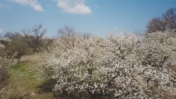 Árbol de flor de cerezo — Vídeos de Stock
