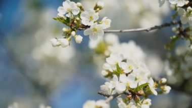 çiçekli kiraz ağaçları