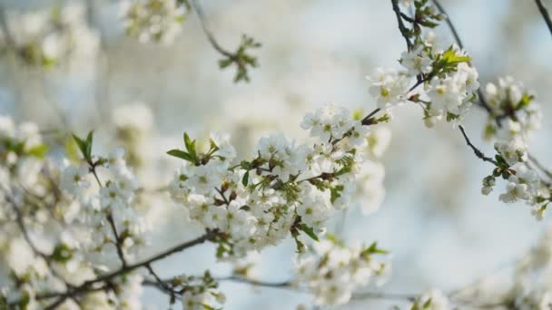 Flowering cherry trees — Stock Video