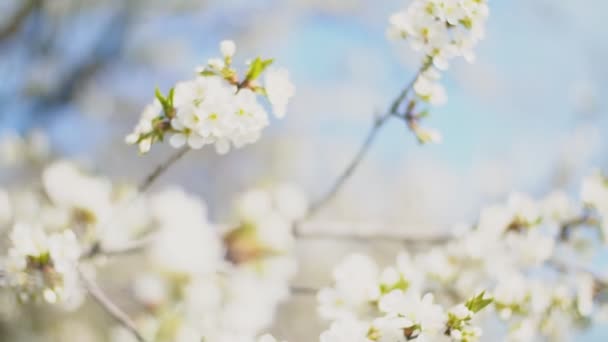 Blomstrende kirsebærtræer – Stock-video