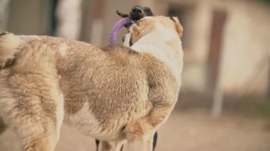 Alabai ve Doberman köpekleri