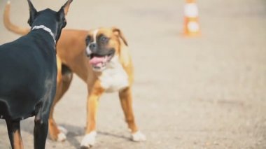 Doberman ve Boxer köpekler