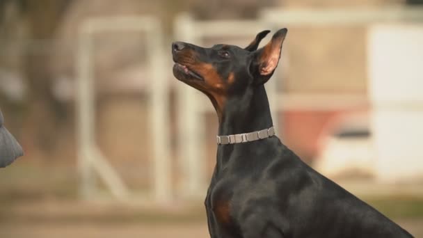 Hundras Doberman — Stockvideo