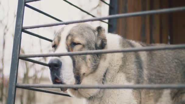 Alabai hond in volière close-up — Stockvideo