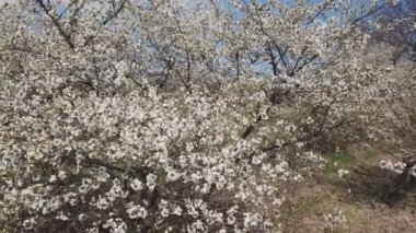 kuş bakışı manzaralı ağaç kiraz çiçekleri