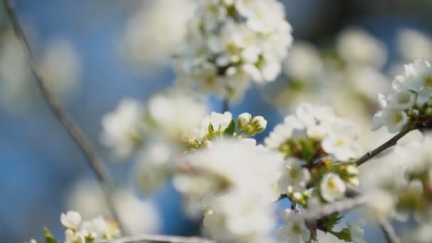 Flowering cherry trees close up — Stock Video