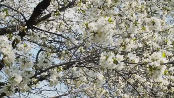 Virágzó cseresznyefa közelről — Stock videók