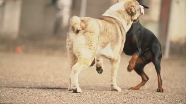 Alabai y Doberman perros — Vídeo de stock
