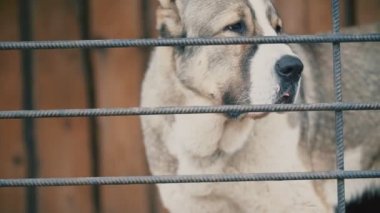 Kuş aviary Alabai köpek