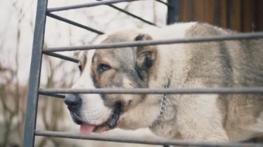 Alabai köpek kuş yakın çekim