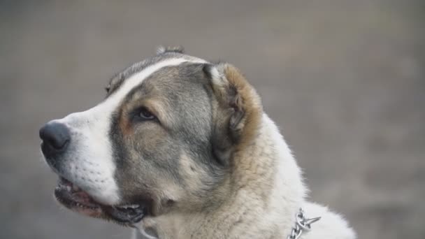 Молодая порода собак Алабай гуляет по собачьей площадке — стоковое видео