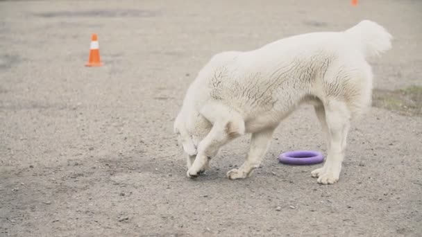 Cane razza Alabai bianco — Video Stock