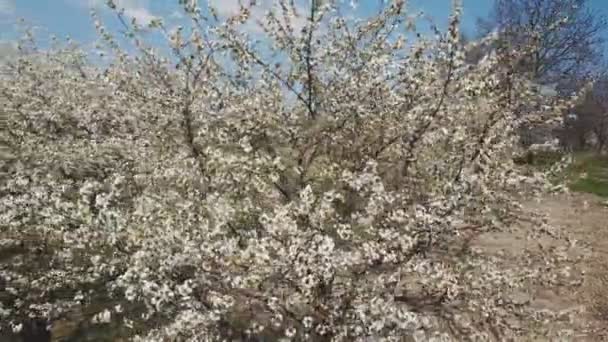 Flores de cerezo con vista de pájaro — Vídeos de Stock