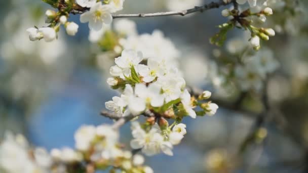 Flowering cherry trees close up — Stock Video