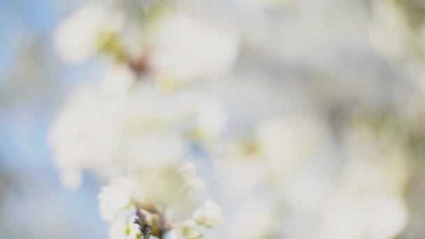 Квітучі вишні крупним планом — стокове відео