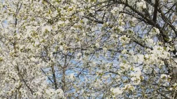 Les cerisiers à fleurs se rapprochent — Video