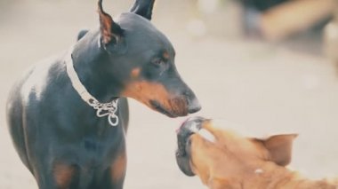 Doberman ve Boxer köpekler