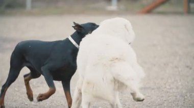köpek ırkı Alabai beyaz