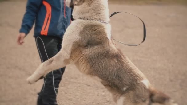 Raza de perro joven Alabai — Vídeo de stock