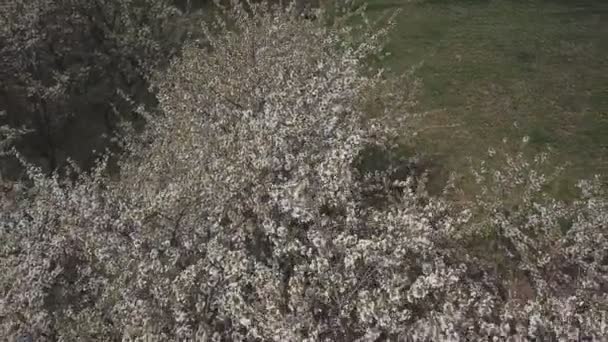 Kuş bakışı manzaralı ağaç kiraz çiçekleri — Stok video