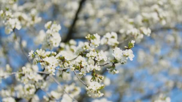 Bloeiende kersenbomen close-up — Stockvideo