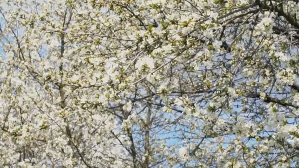 Blomstrende kirsebærtrær nær – stockvideo