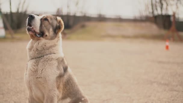 幼犬品种阿拉巴伊 — 图库视频影像