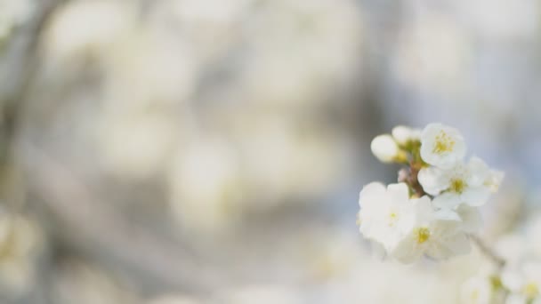 开花的樱花树关闭 — 图库视频影像