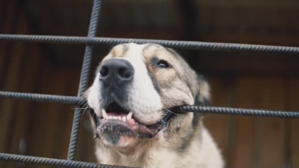 Alabai-Hund in Voliere in Großaufnahme — Stockvideo