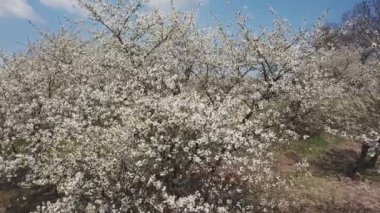kuş bakışı manzaralı ağaç kiraz çiçekleri