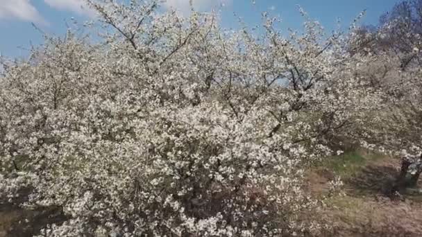 Flores de cerezo con vista de pájaro — Vídeos de Stock