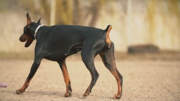 杜宾犬的犬种 — 图库视频影像