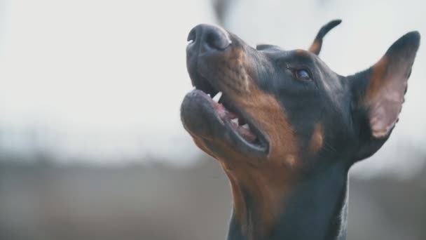 Köpek ırkı Doberman sahada — Stok video