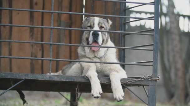 Chien Alabai en volière — Video