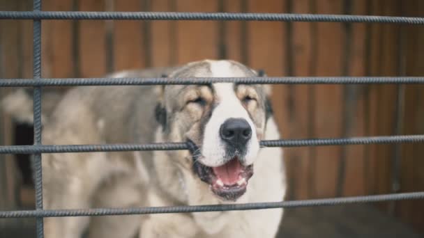 Alabai câine în aviary close-up — Videoclip de stoc